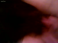 Dog oral sex with a bitch